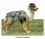 Australian Shepherd 9K7D-20_2